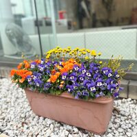 画像1561：お預かりしている塊根植物