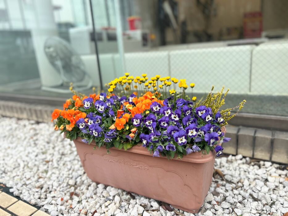画像1561：お預かりしている塊根植物