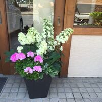 画像1606：お預かりしている塊根植物