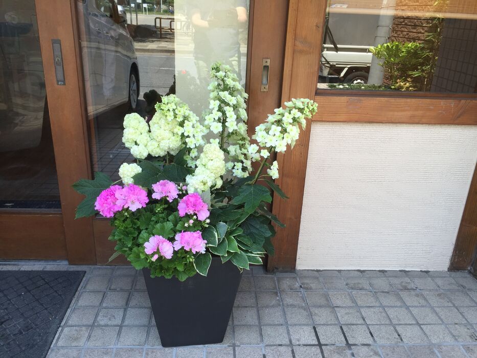 画像1606：お預かりしている塊根植物