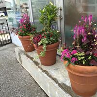 画像1608：お預かりしている塊根植物