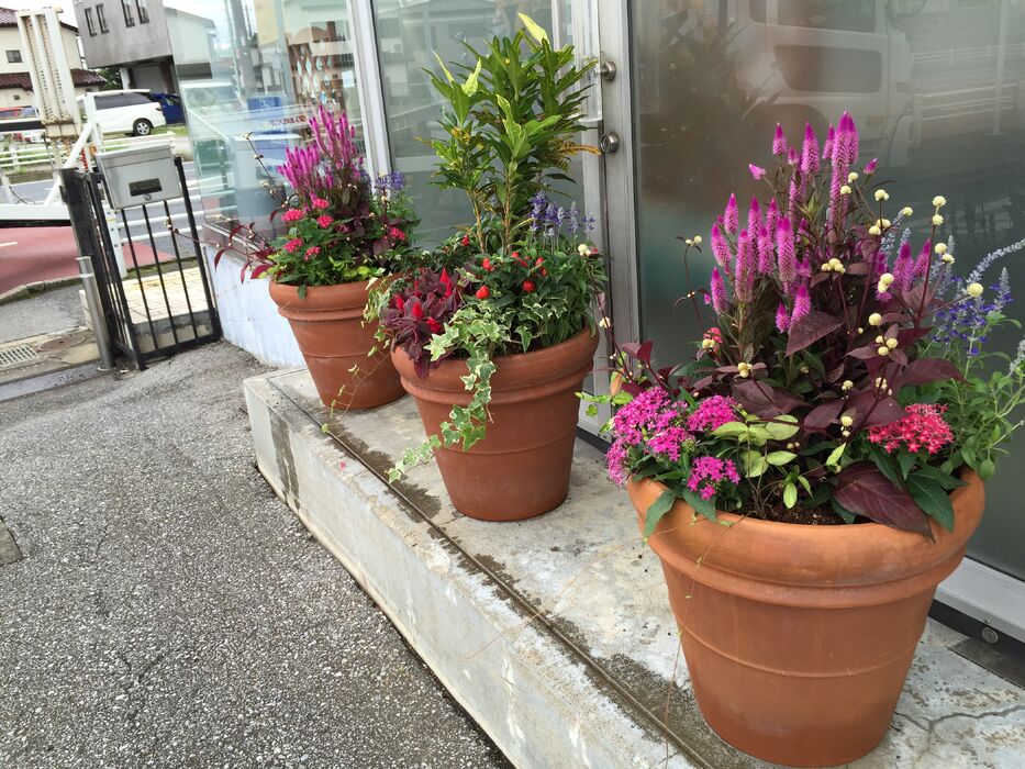 画像1608：お預かりしている塊根植物