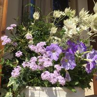 画像1610：お預かりしている塊根植物