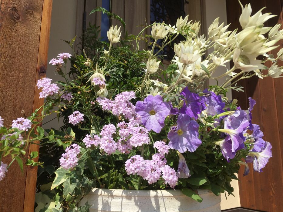 画像1610：お預かりしている塊根植物