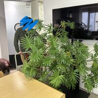 画像1623：お預かりしている塊根植物