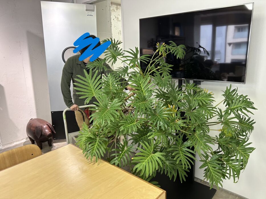 画像1623：お預かりしている塊根植物