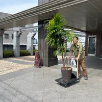画像1625：お預かりしている塊根植物
