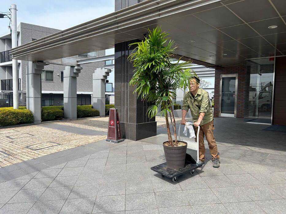 画像1625：お預かりしている塊根植物